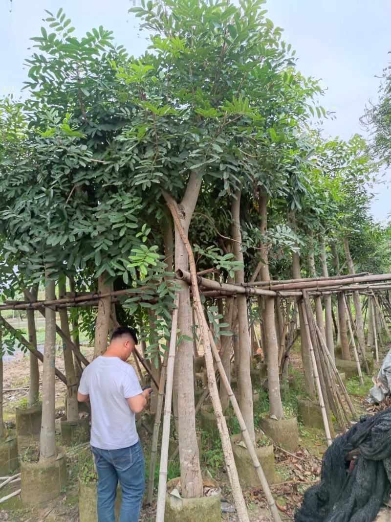 桃花芯木基地实拍大量现货保证质量，售后保证，货到出现货不