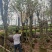 宫粉紫荆基地大量现货保证质量，售后保证，货到出现货不对版