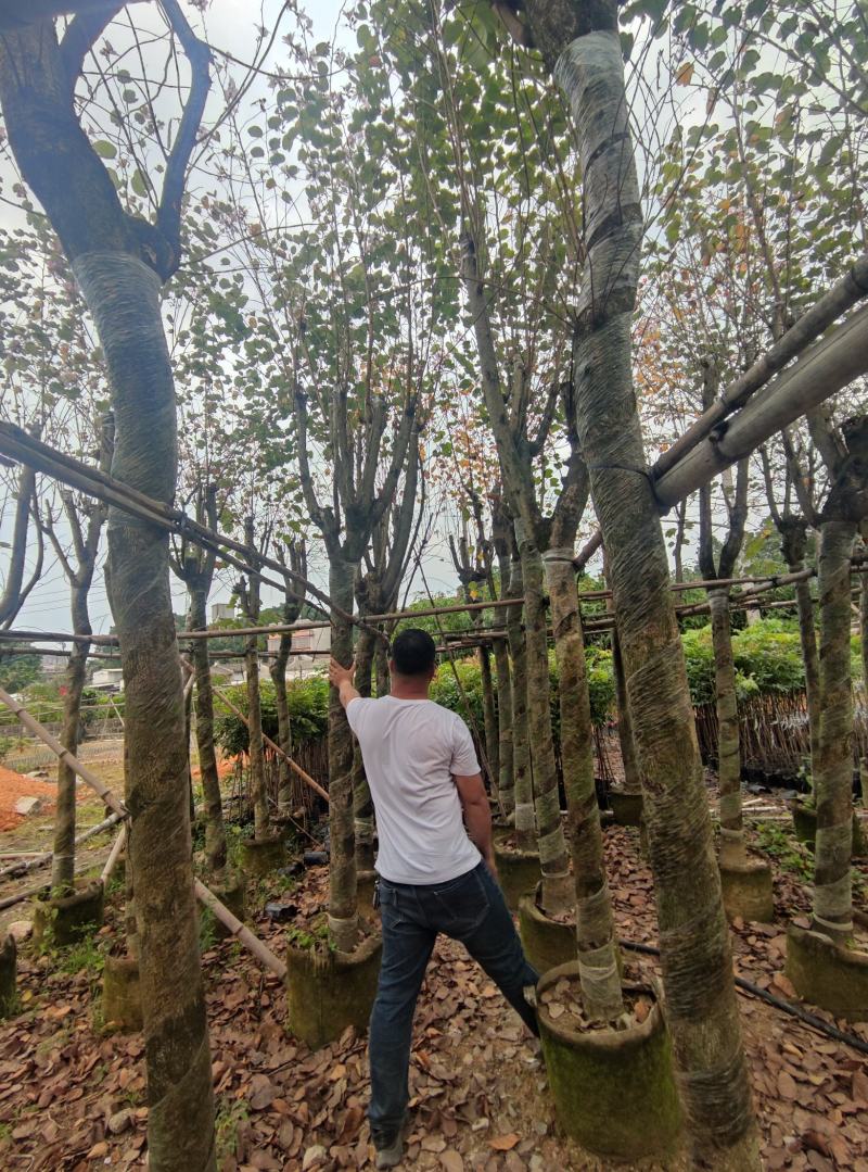 宫粉紫荆基地大量现货保证质量，售后保证，货到出现货不对版