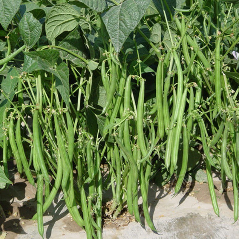 四级豆（好货）产地现摘装货，大量有货保质保量订购