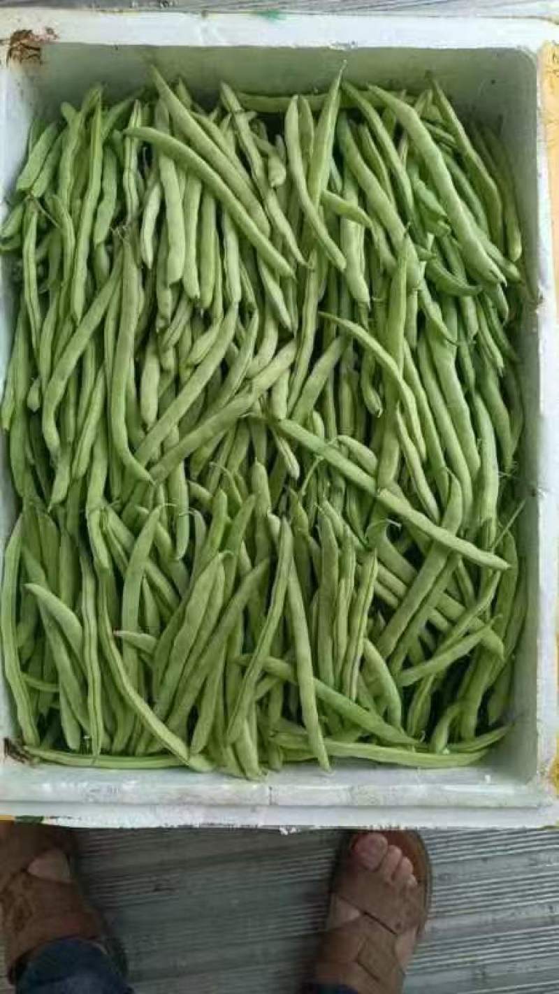 四级豆（好货）产地现摘装货，大量有货保质保量订购