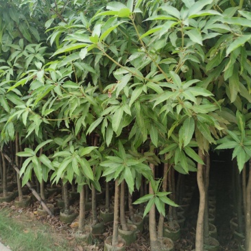 3分到15分基地大量现货