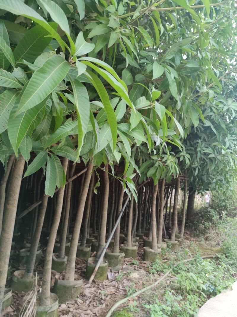 3分到15分基地大量现货