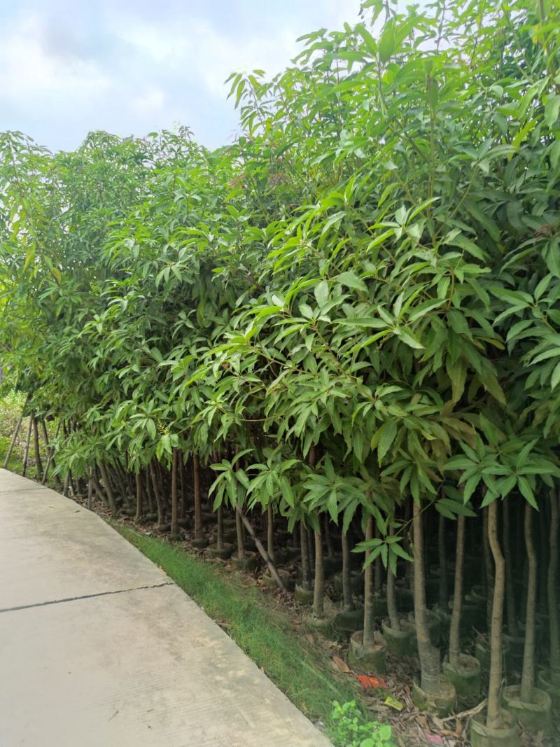3分到15分基地大量现货