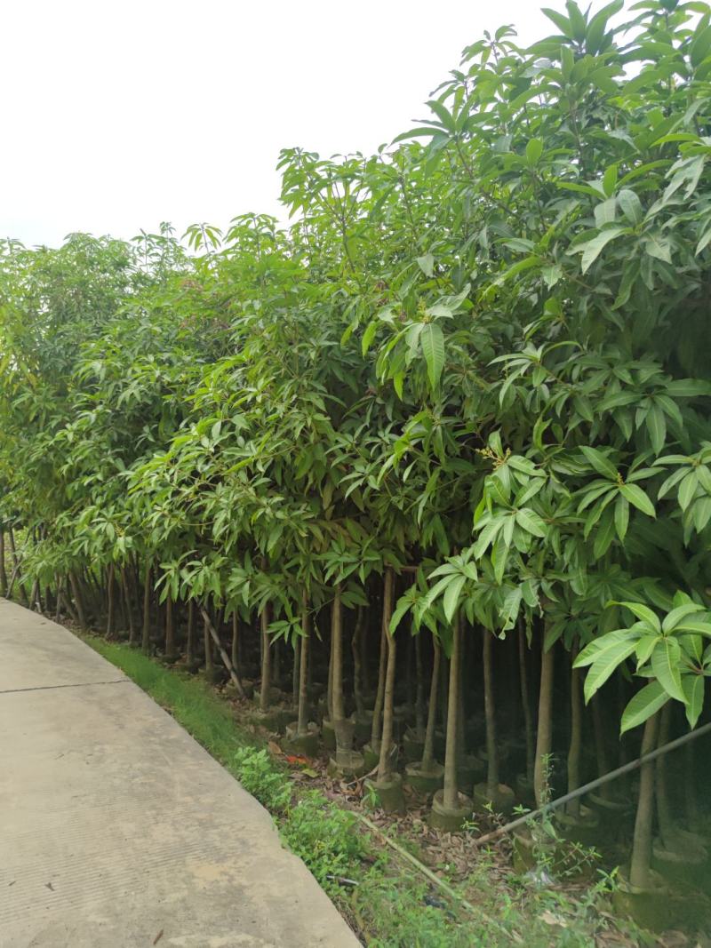3分到15分基地大量现货