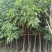 3分到15分基地大量现货