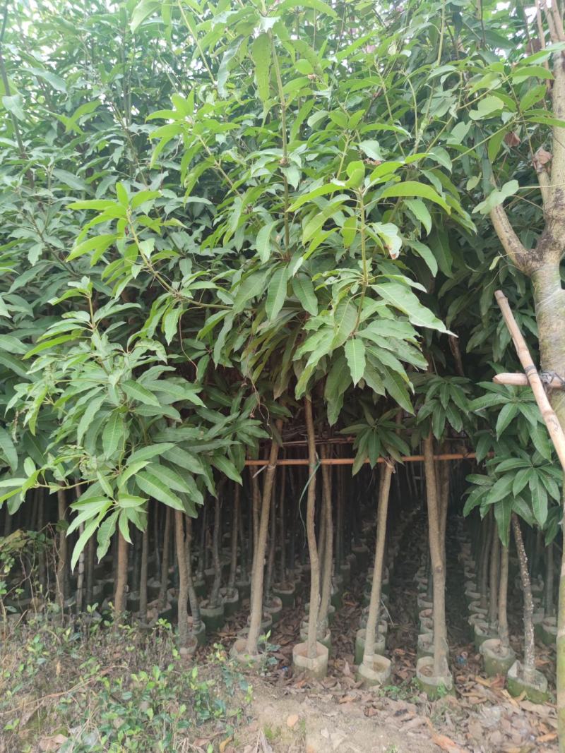 3分到15分基地大量现货