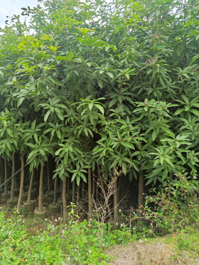 3分到15分基地大量现货