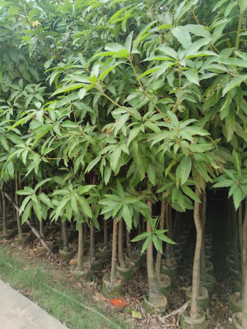 3分到15分基地大量现货