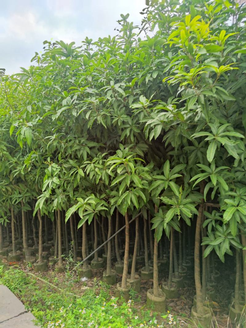 3分到15分基地大量现货