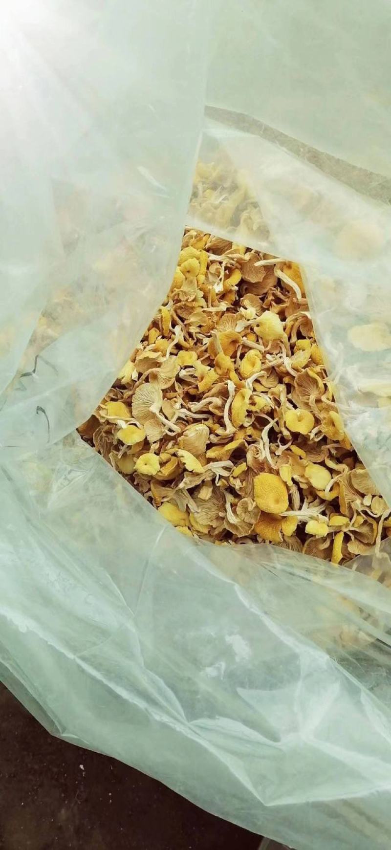 鸡油菌榆黄菇一手货源产地供应可视频看货