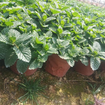 薄荷