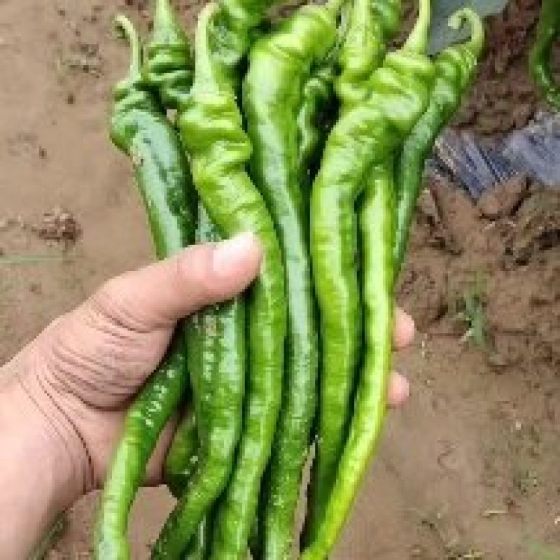 精品螺线椒，皱皮椒，8号椒3号椒，精品货，通货