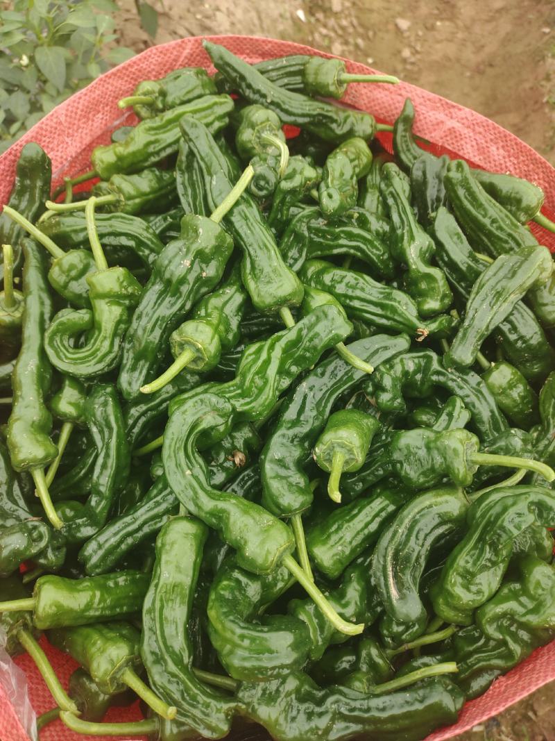 精品螺线椒，皱皮椒，8号椒3号椒，精品货，通货
