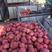 冷库红富士苹果大量出售，纸袋、膜袋，全国发货，货源充足