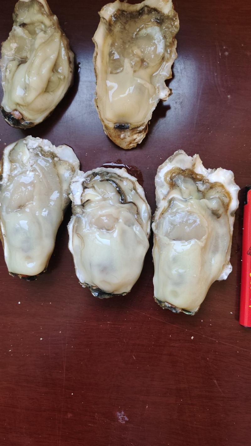 吊养精品三倍体货好价不高诚信招合作伙伴