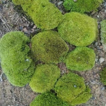 白发藓苔藓绿化微景观盆景