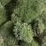白发藓苔藓绿化微景观盆景