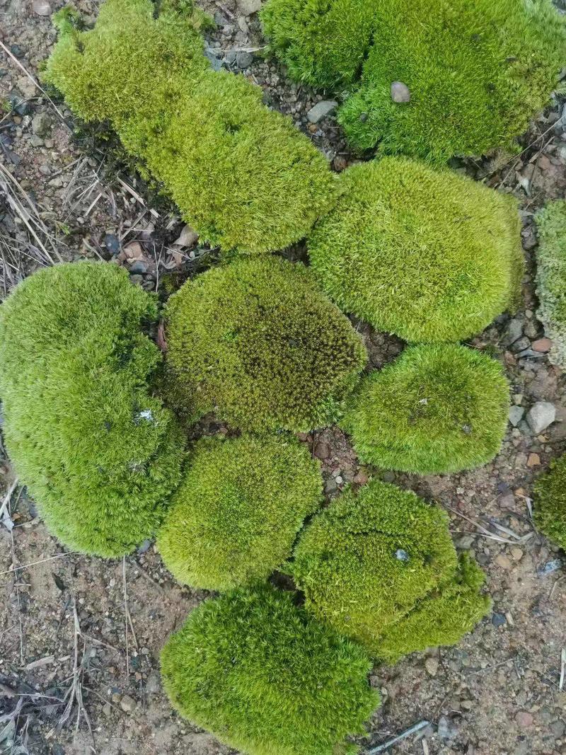 白发藓苔藓绿化微景观盆景