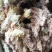 水苔(海花)