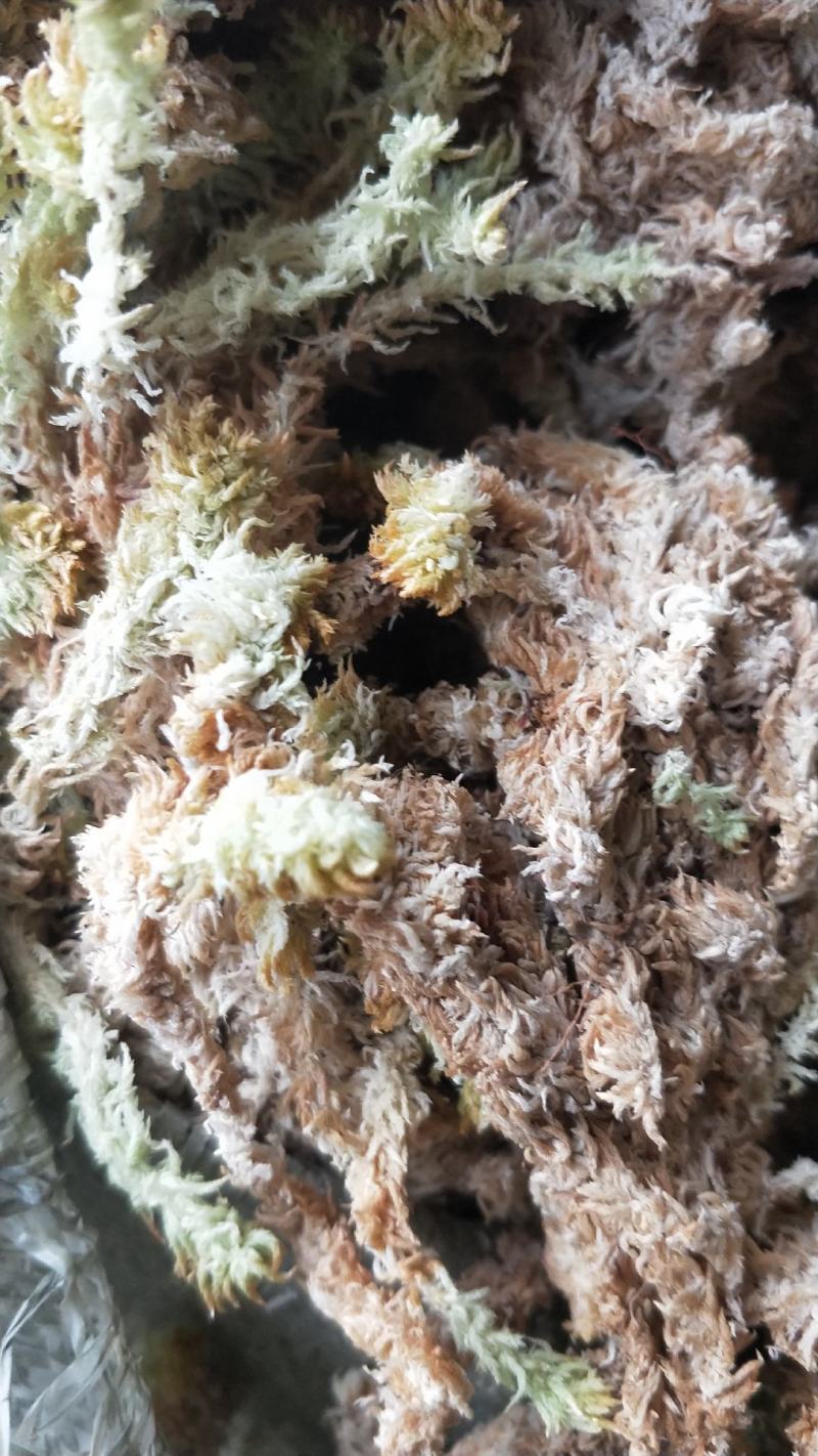 水苔(海花)
