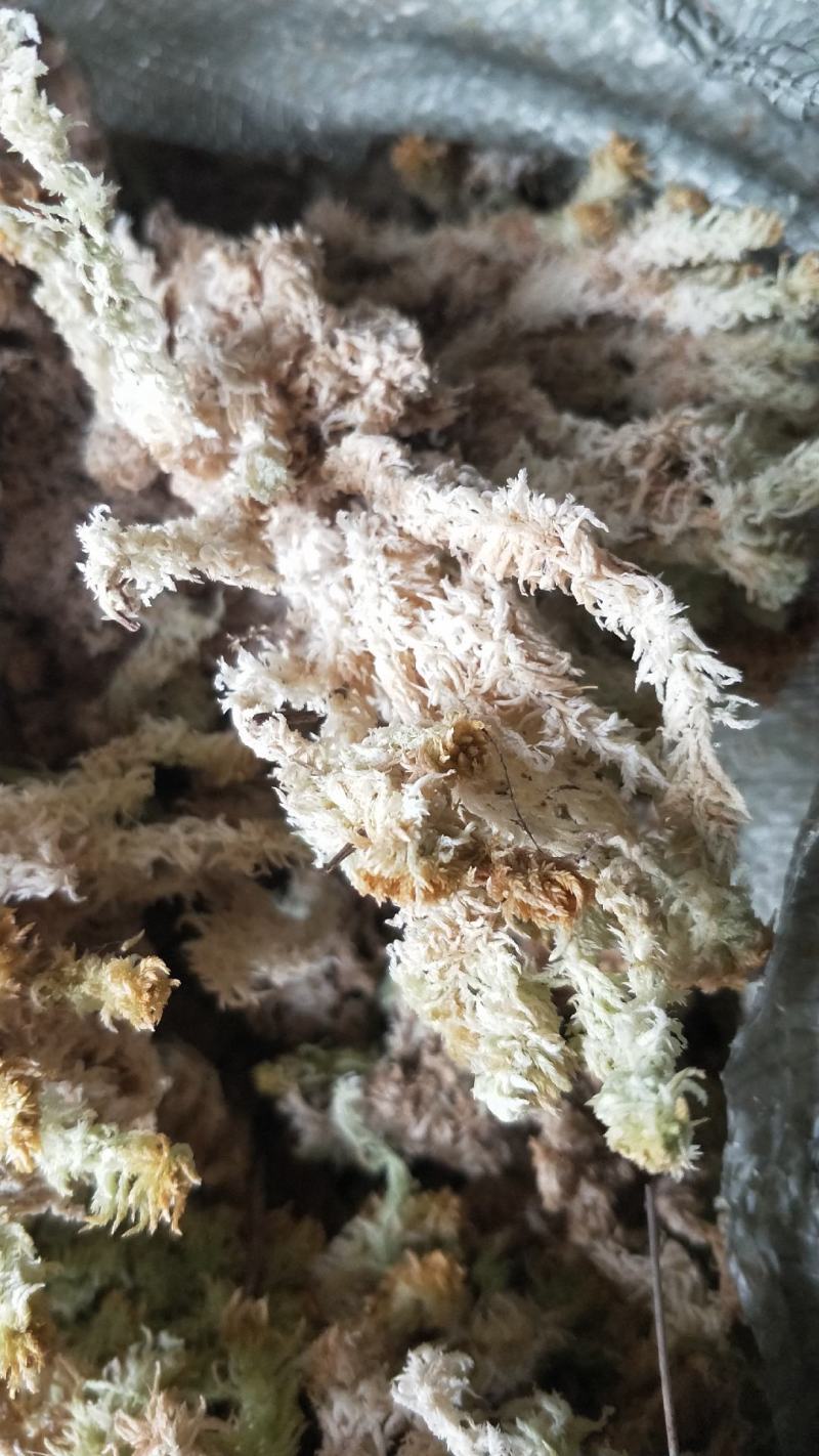 水苔(海花)
