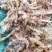 水苔(海花)