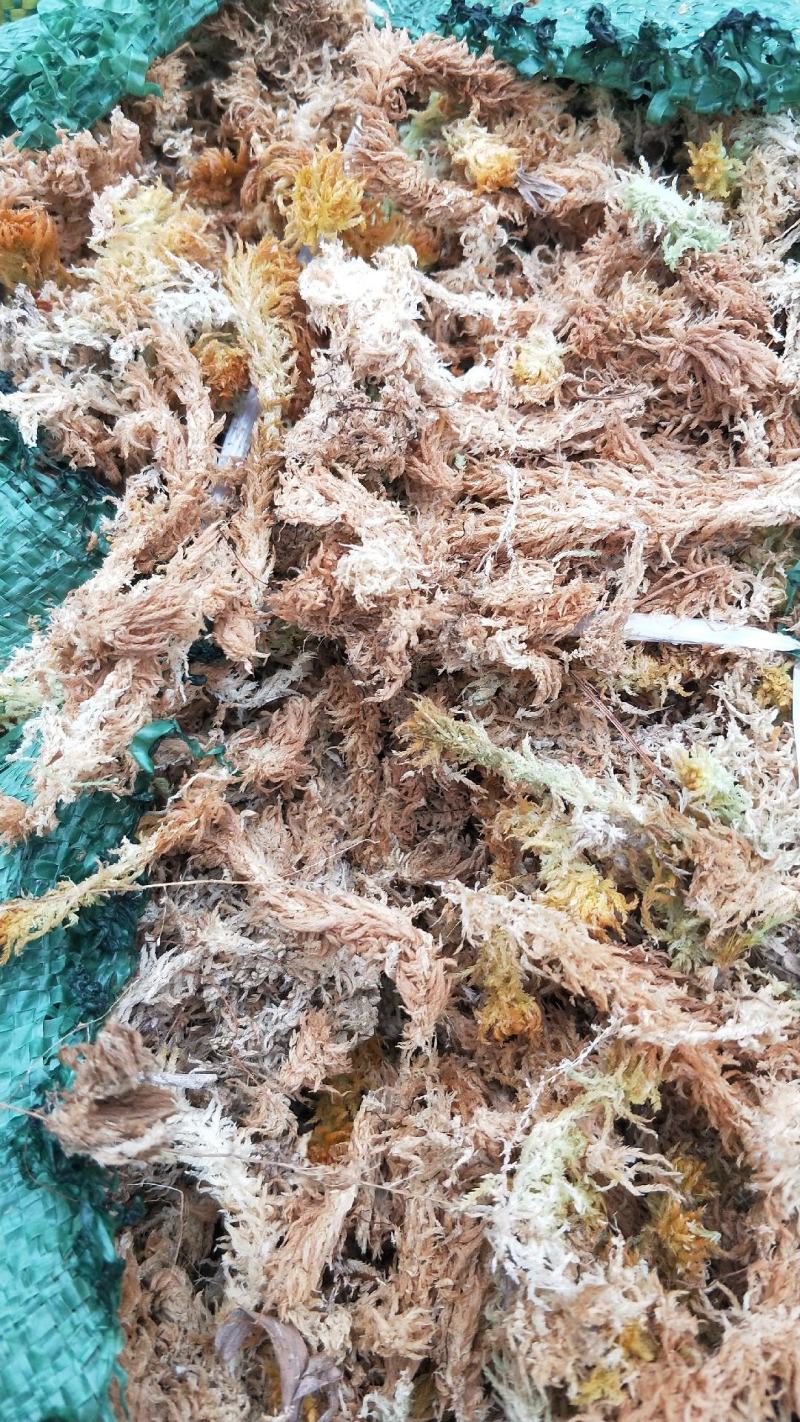 水苔(海花)