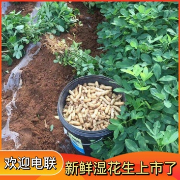 鲜花生、大白鲨、小白鲨、百日红、纯沙地种植口感超棒！