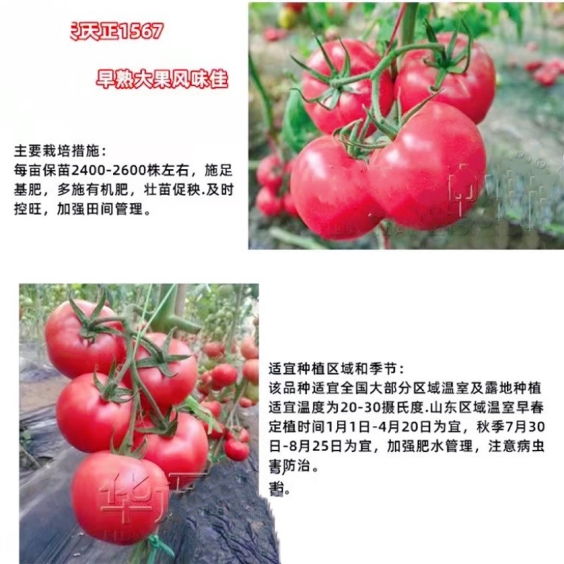 西红柿种子硬粉大粉毛粉番茄种子大果亮粉耐裂抗病毒