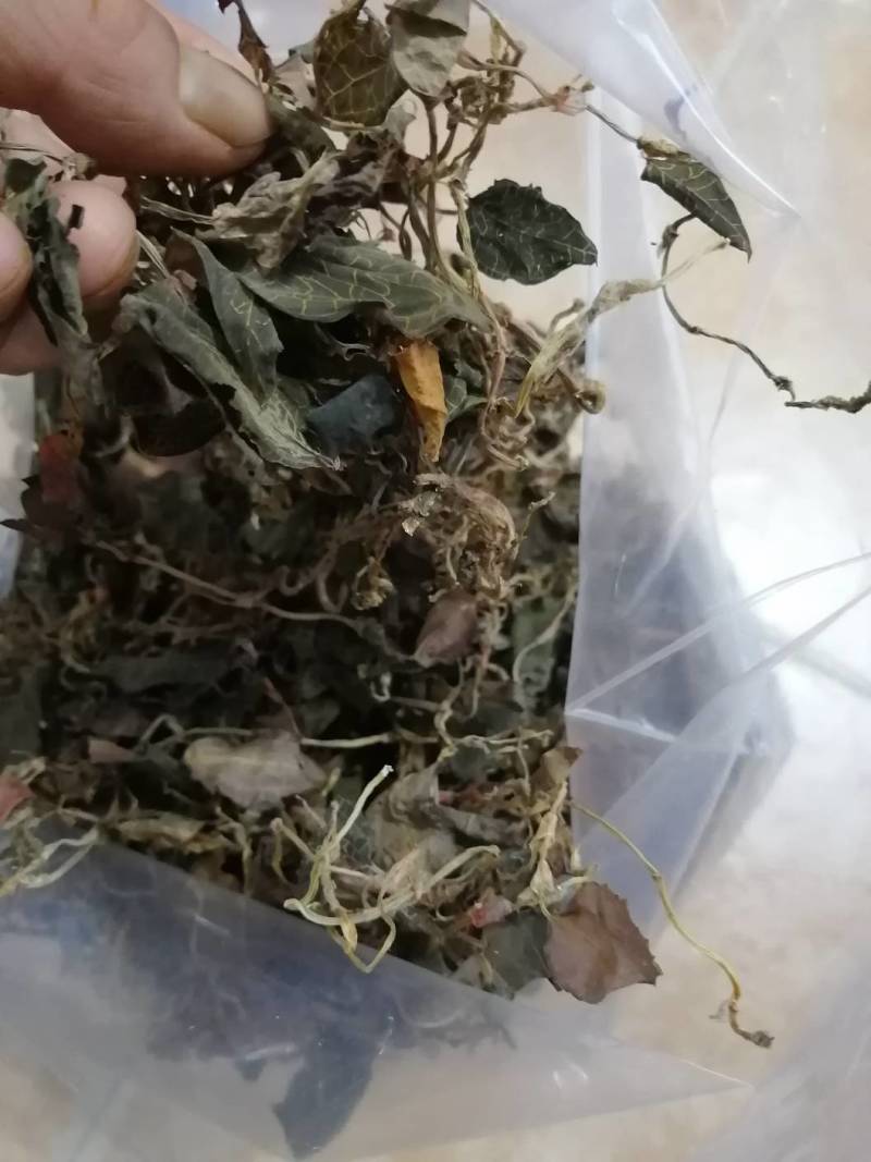 野生金线莲干品，本地野生（小叶）
