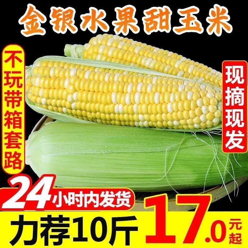 9斤19元云南双色水果玉米支持电商一件代发