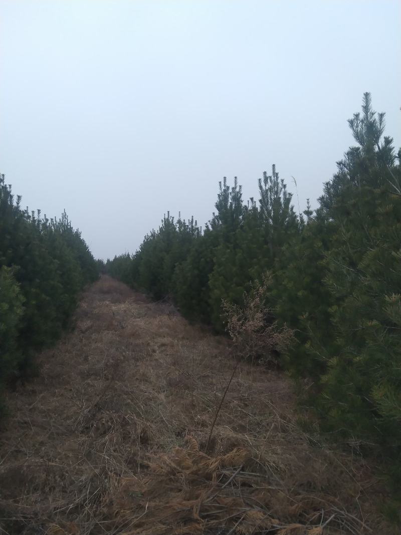 白皮松1一5米