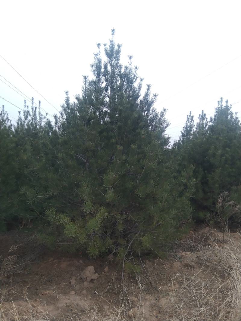 白皮松1一5米
