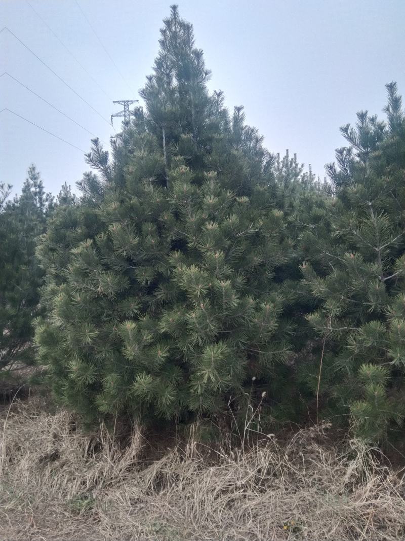 白皮松1一5米