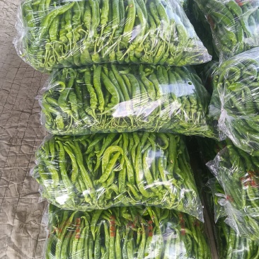 精品陇椒大掉价，产地一手货源货源，欢迎各地老板洽谈