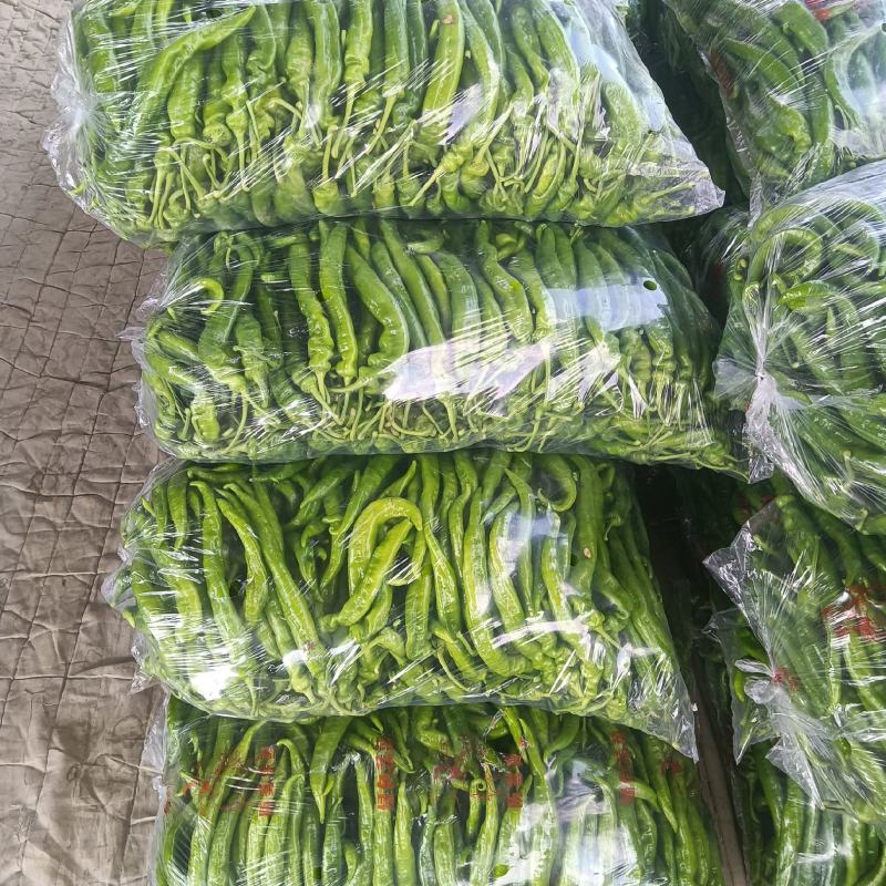 精品陇椒大掉价，产地一手货源货源，欢迎各地老板洽谈