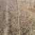 1一3公分山楂树