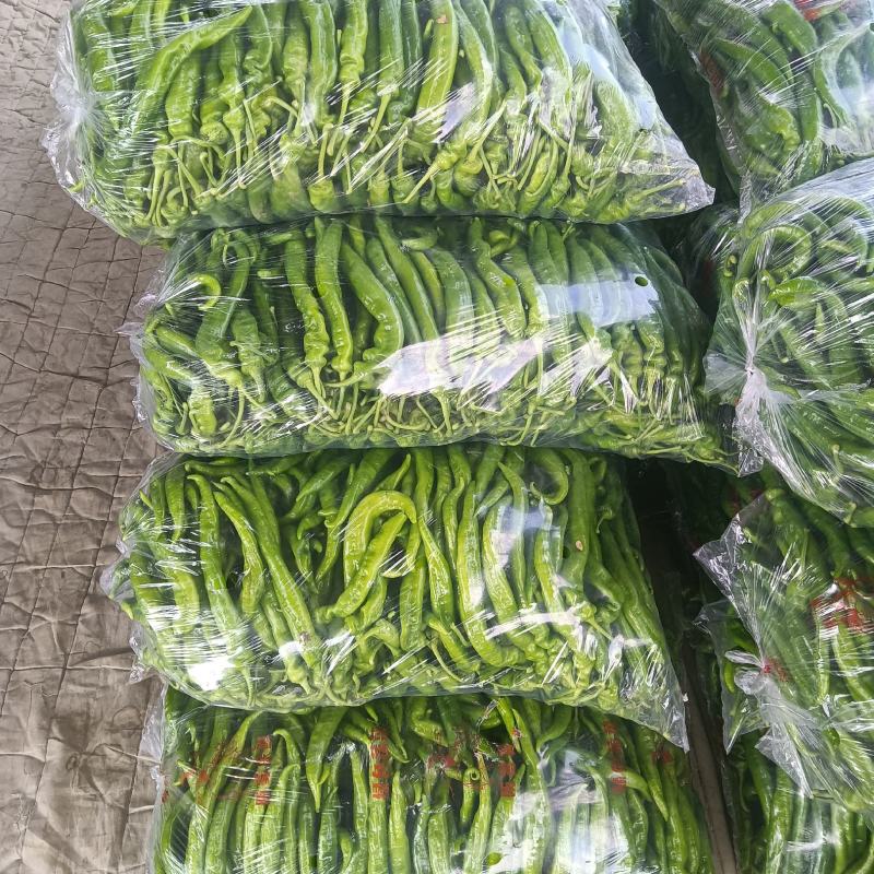 精品陇椒大掉价，产地一手货源货源，欢迎各地老板洽谈