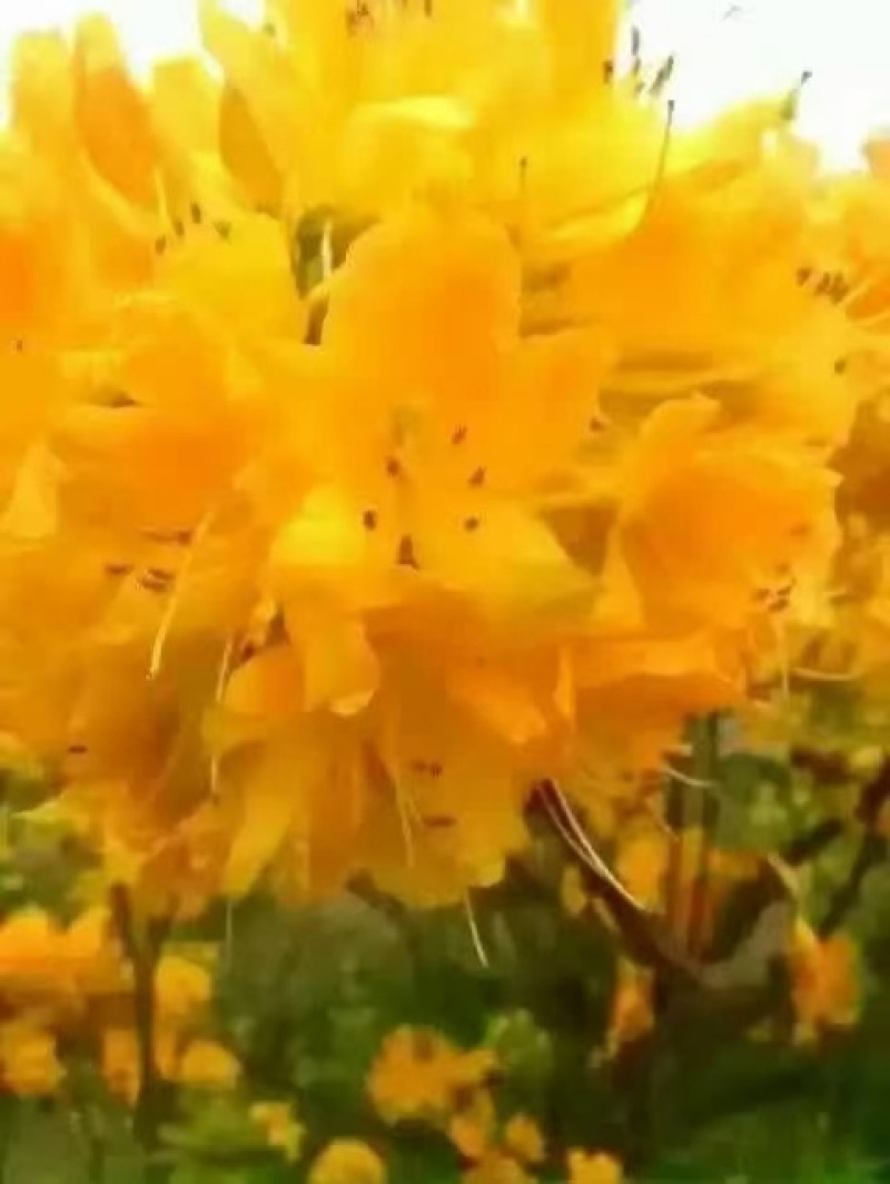 黄杜鹃羊踯躅映山红一手货源