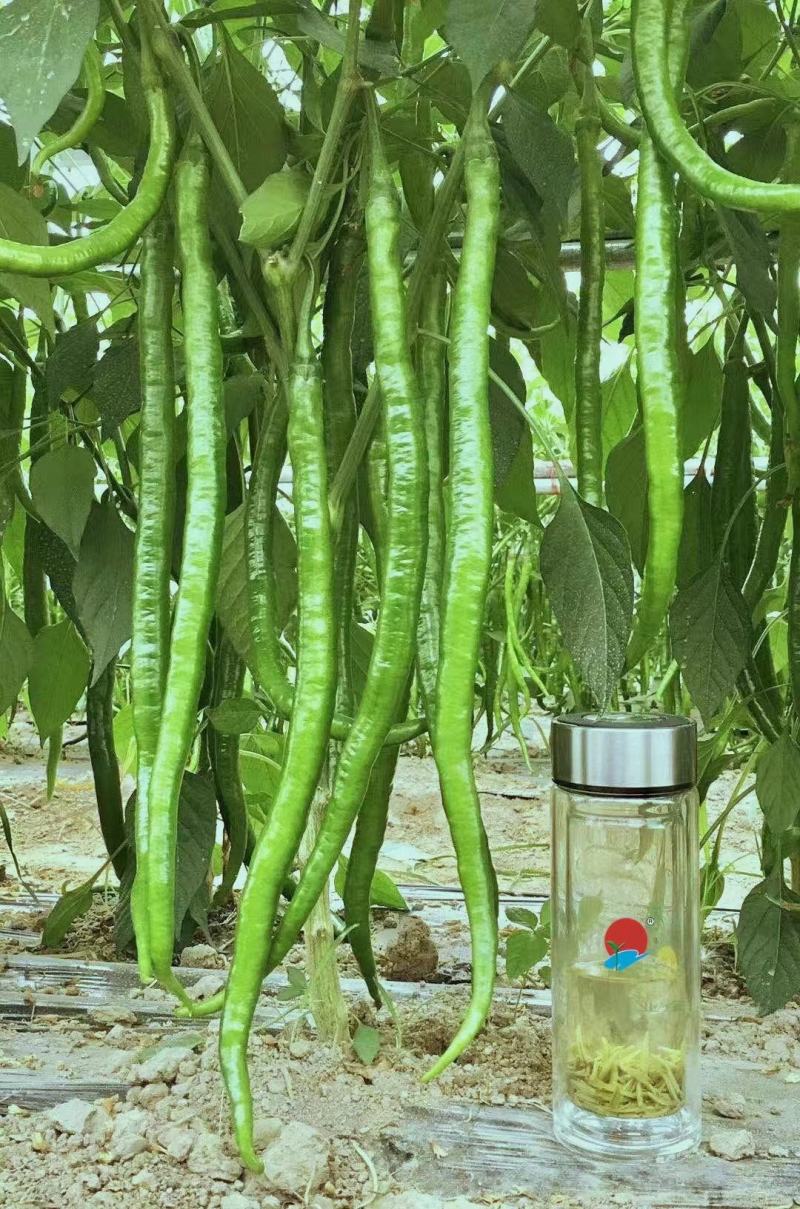 湖北省线椒丶大量有货丶产地直发各大商超丶市场，欢迎新老客