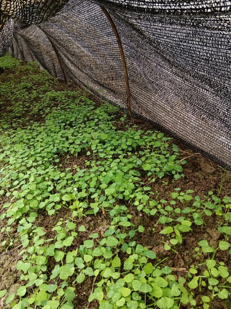 粉防已杯苗