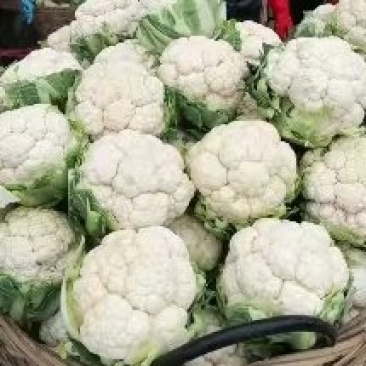 精品，菜花