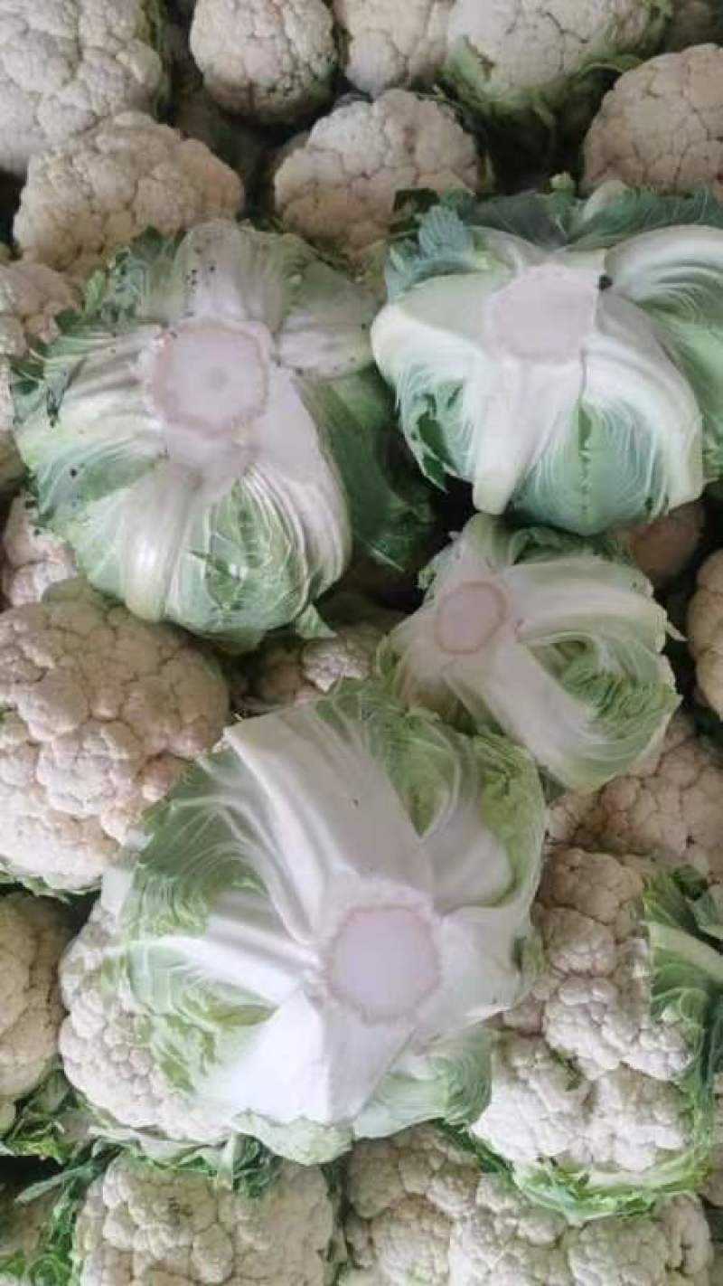精品，菜花