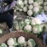 精品，菜花