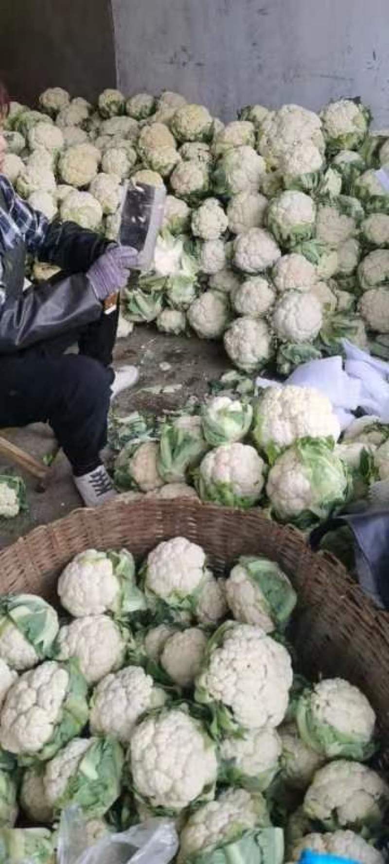 精品，菜花