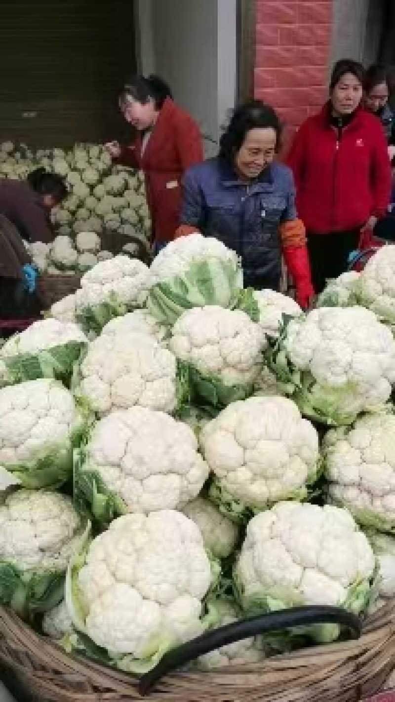 精品，菜花