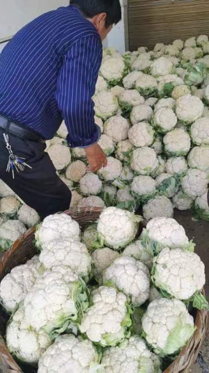 精品，菜花