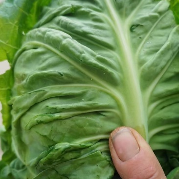 精品牛心包菜