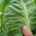 精品牛心包菜